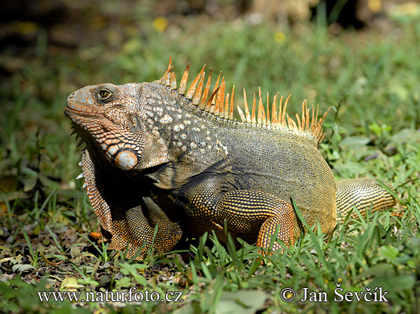 Leguán zelený (Iguana iguana)