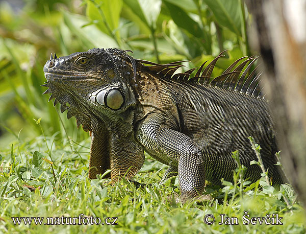 Leguán zelený (Iguana iguana)