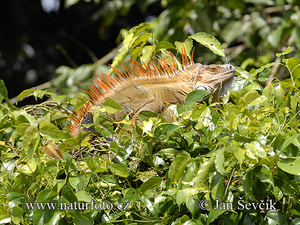 Leguán zelený (Iguana iguana)