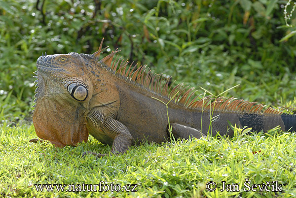 Leguán zelený (Iguana iguana)