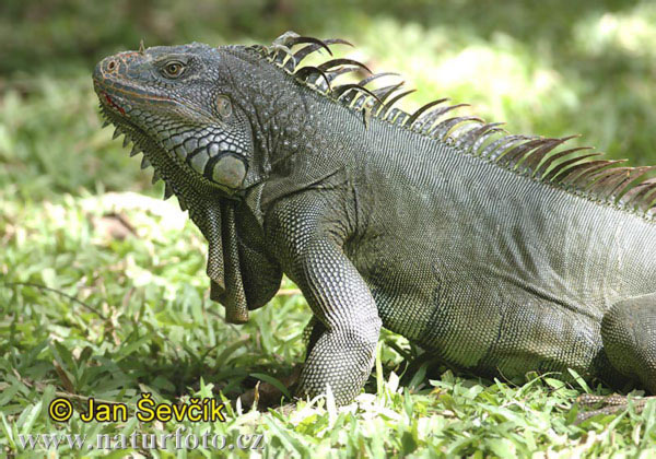 Leguán zelený (Iguana iguana)