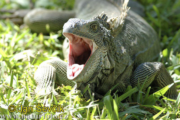 Leguán zelený (Iguana iguana)