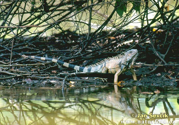 Leguán zelený (Iguana iguana)