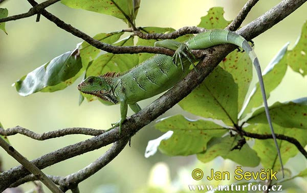 Leguán zelený (Iguana iguana)