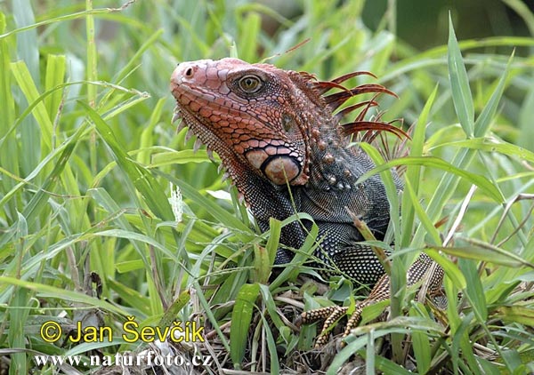 Leguán zelený (Iguana iguana)