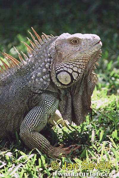 Leguán zelený (Iguana iguana)