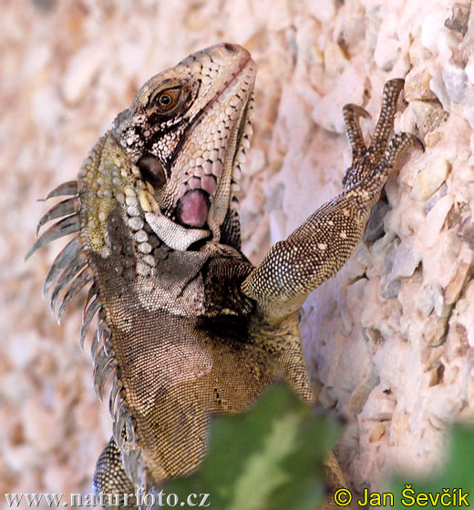 Leguán zelený (Iguana iguana)