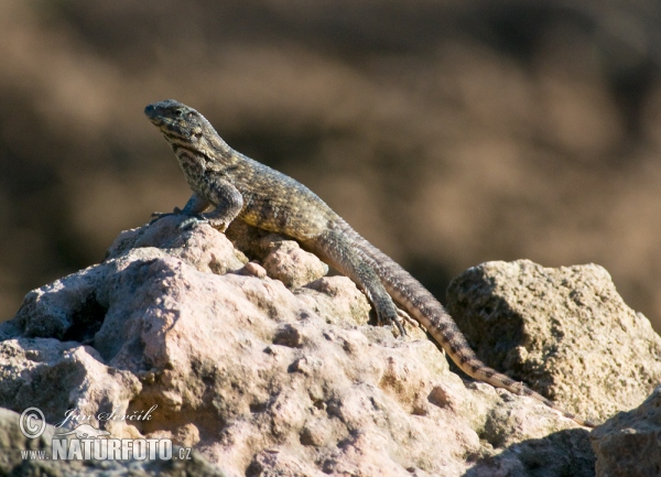 Leguánek měnivý (Leiocephalus carinatus)