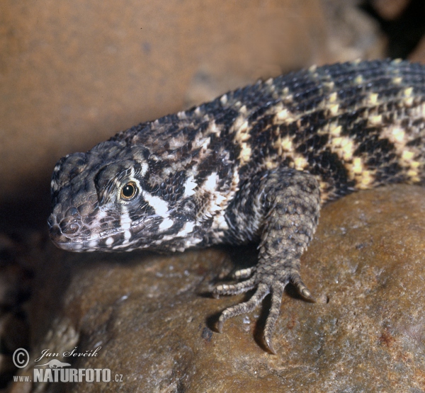 Leguánek měnivý (Leiocephalus carinatus)