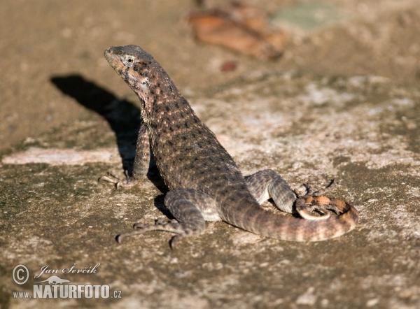 Leguánek měnivý (Leiocephalus carinatus)