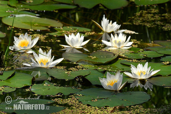 leknin (Nymphaea candida)