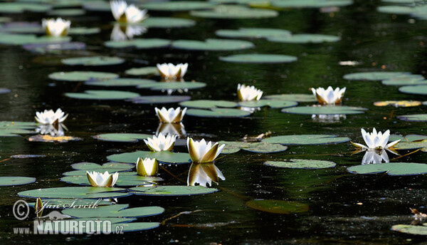 leknin (Nymphaea candida)