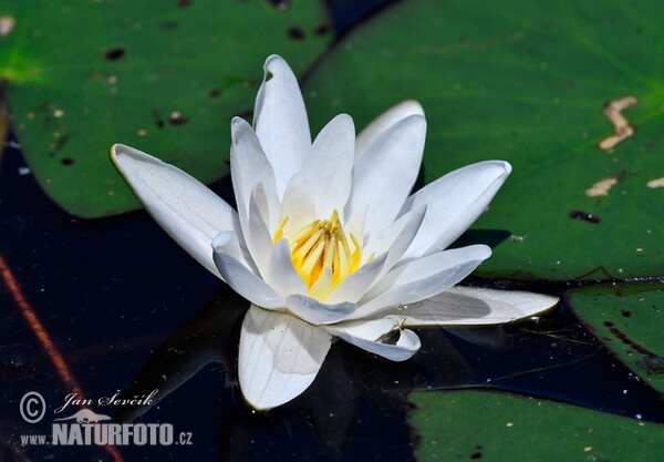 leknin (Nymphaea candida)