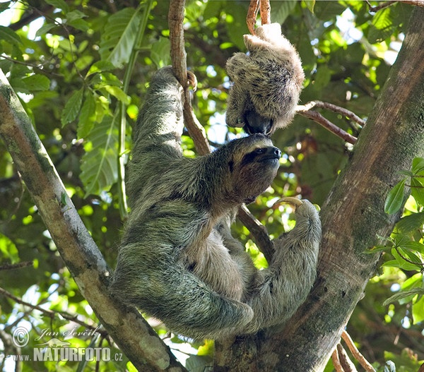 Lenochod hnědokrký (Bradypus variegatus)