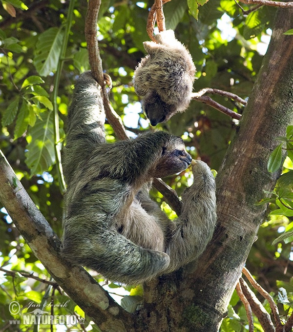 Lenochod hnědokrký (Bradypus variegatus)