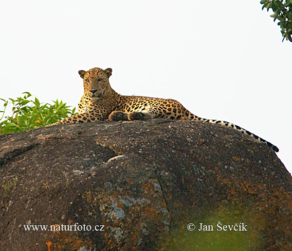 Leopard škvrnitý (Panthera pardus)