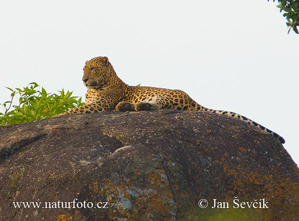 Leopard škvrnitý (Panthera pardus)