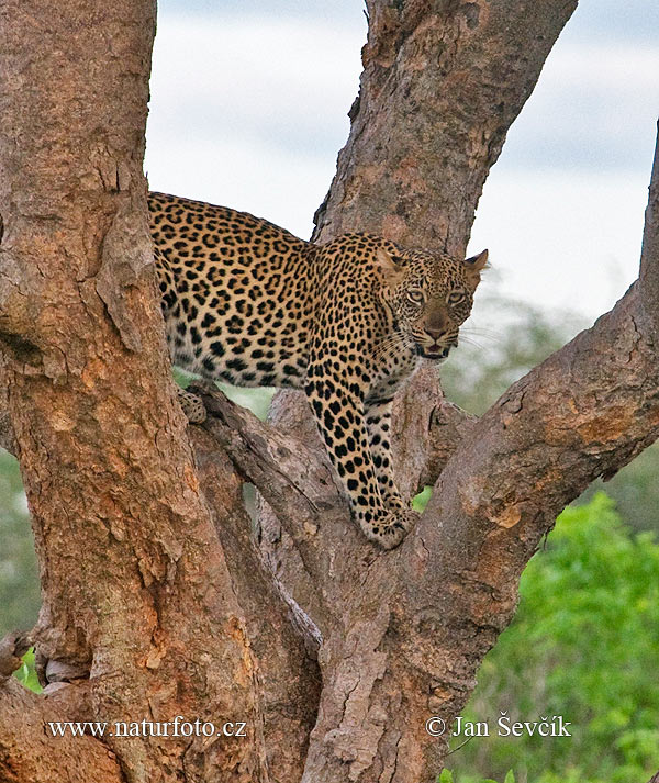 Leopard škvrnitý (Panthera pardus)