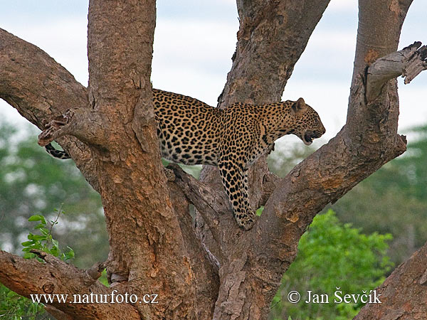 Leopard škvrnitý (Panthera pardus)