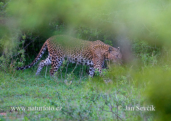 Leopard škvrnitý (Panthera pardus)