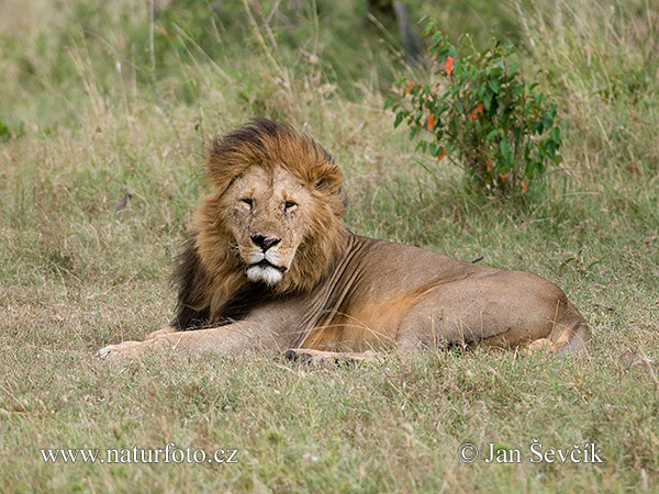 Lev púšťový (Panthera leo)