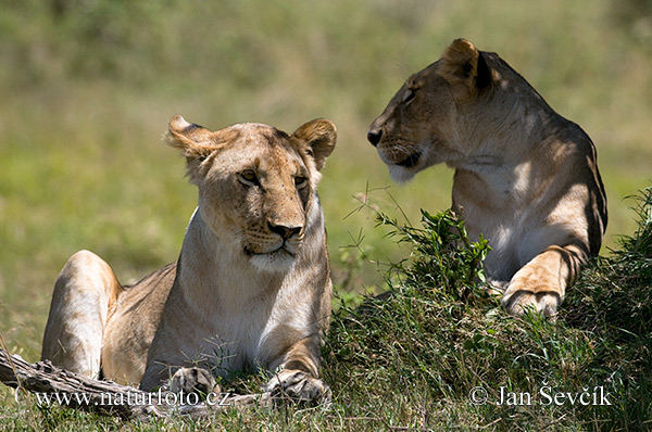 Lev púšťový (Panthera leo)