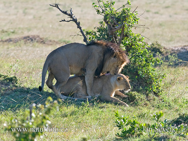 Lev púšťový (Panthera leo)