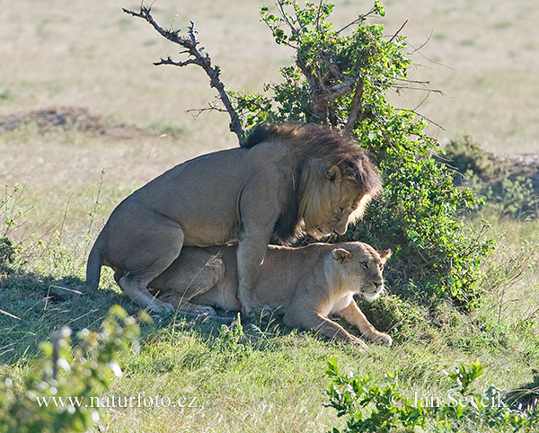 Lev púšťový (Panthera leo)