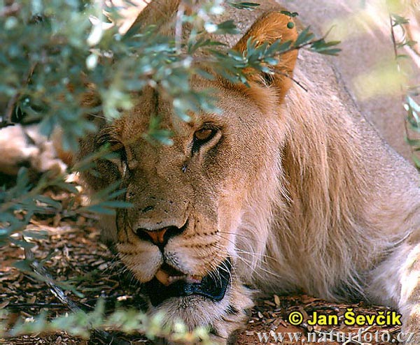 Lev púšťový (Panthera leo)