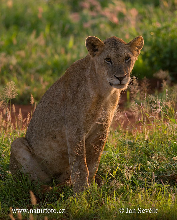 Lev púšťový (Panthera leo)