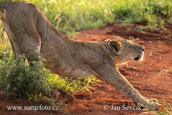 Lev púšťový (Panthera leo)