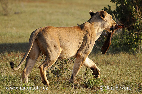 Lev púšťový (Panthera leo)