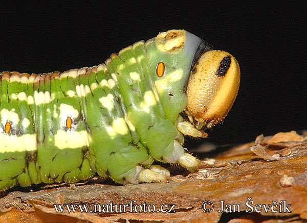 Lišaj borovicový (Sphinx pinastri)