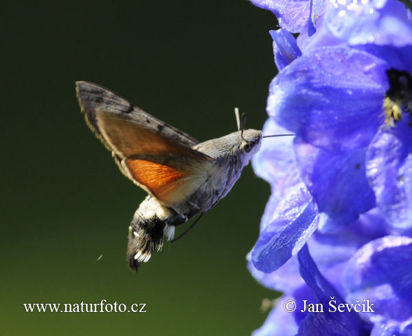 Lišaj marinkový (Macroglossum stellatarum)