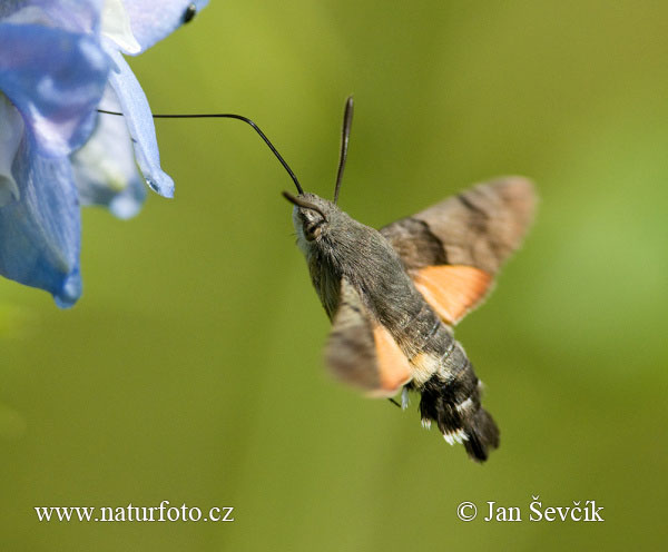 Lišaj marinkový (Macroglossum stellatarum)