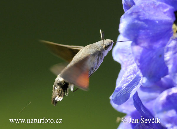 Lišaj marinkový (Macroglossum stellatarum)