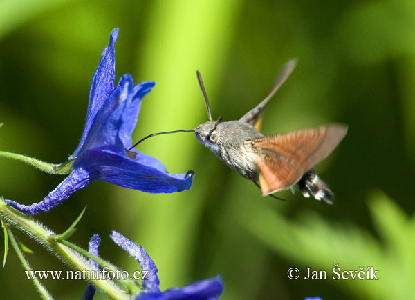 Lišaj marinkový (Macroglossum stellatarum)