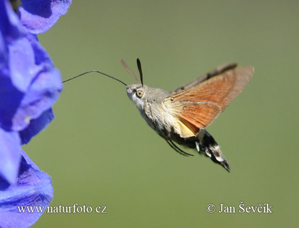 Lišaj marinkový (Macroglossum stellatarum)