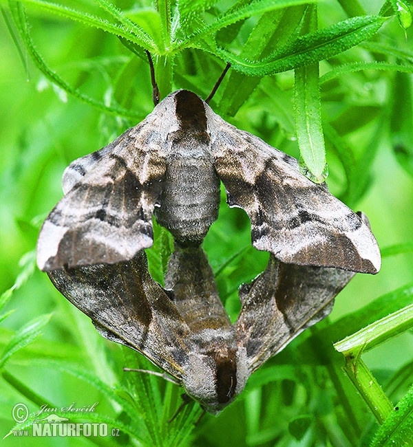 Lišaj paví oko (Smerinthus ocellata)