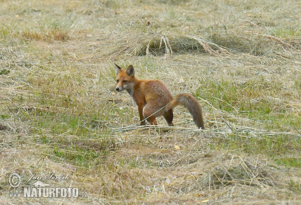 Líška hrdzavá (Vulpes vulpes)