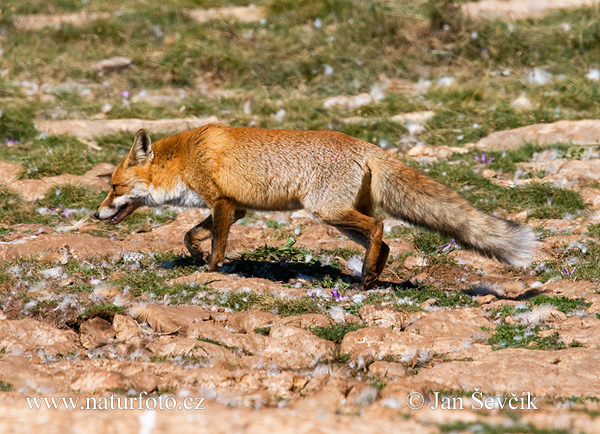 Líška hrdzavá (Vulpes vulpes)