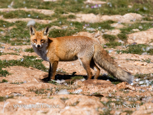 Líška hrdzavá (Vulpes vulpes)