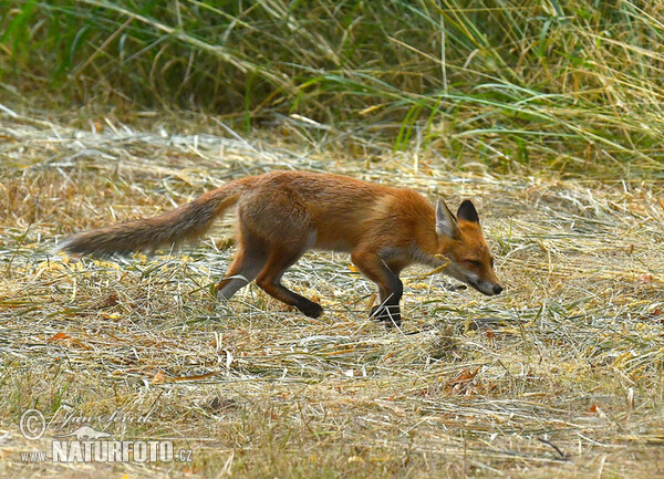 Liška obecná (Vulpes vulpes)