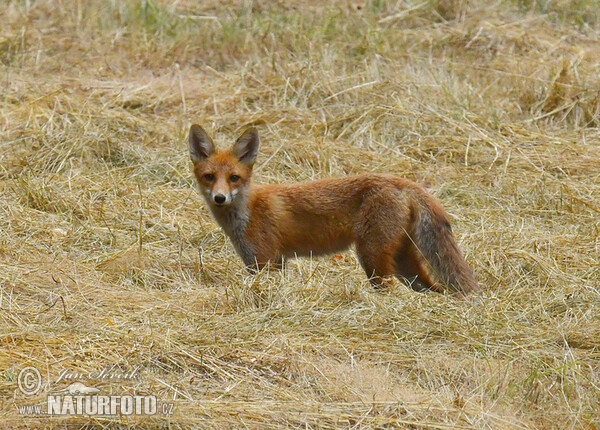 Liška obecná (Vulpes vulpes)