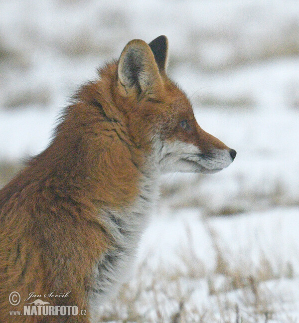 Liška obecná (Vulpes vulpes)