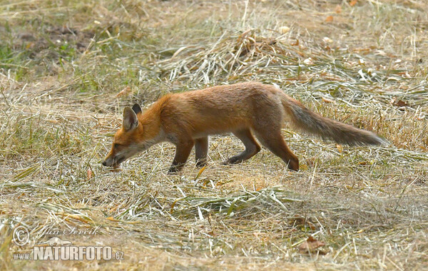 Liška obecná (Vulpes vulpes)