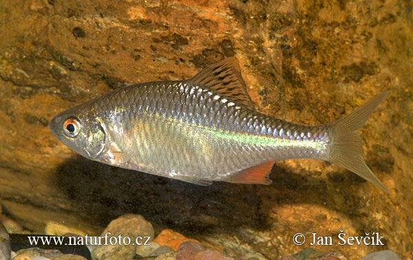 Lopatka dúhová (Rhodeus sericeus amarus)