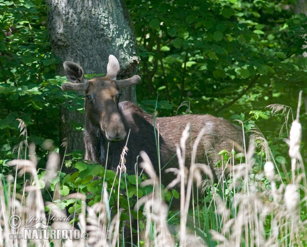 Los mokraďový (Alces alces)