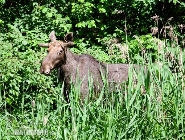 Los mokraďový (Alces alces)