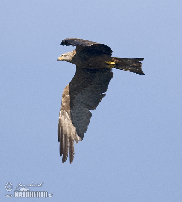 Luňák hnědý (Milvus migrans)